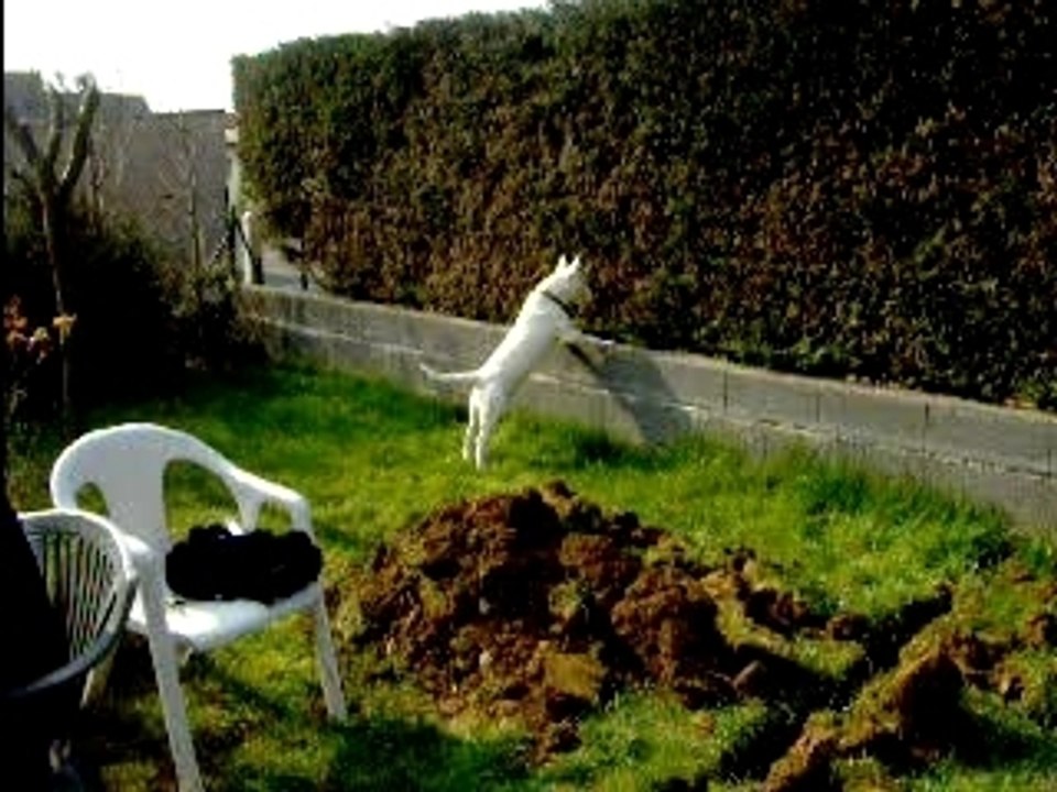 dans le jardin