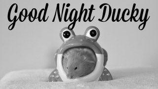 Good Night Ducky