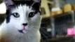 Oliver...a cat with Feline Leukemia