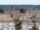 Wild Horses in Chernobyl Exclusion Zone (Equus Przevalskii)