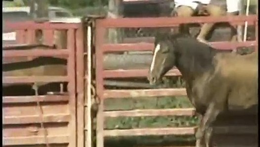 Mexican Rodeo Horse Tripping - video Dailymotion