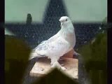 Taklaci Güvercin 30 Takla Mardin Kürt Pigeon Kurdish