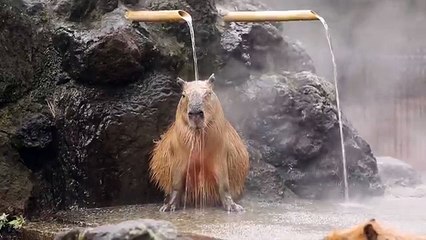 Capybaras in the Jacuzzi