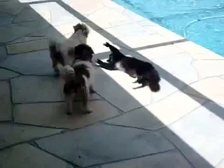 Cat pushed the dog into the water