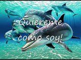 Quiereme Como Soy