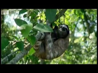 Cutest Sloth Video (Don't Worry, Be Happy)