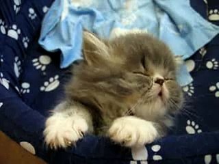 Sweet Tired Cat [-.-]Zzz - Fluffy Persian Kitten -