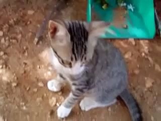 Probably the Funniest Cat Video You ll Ever See