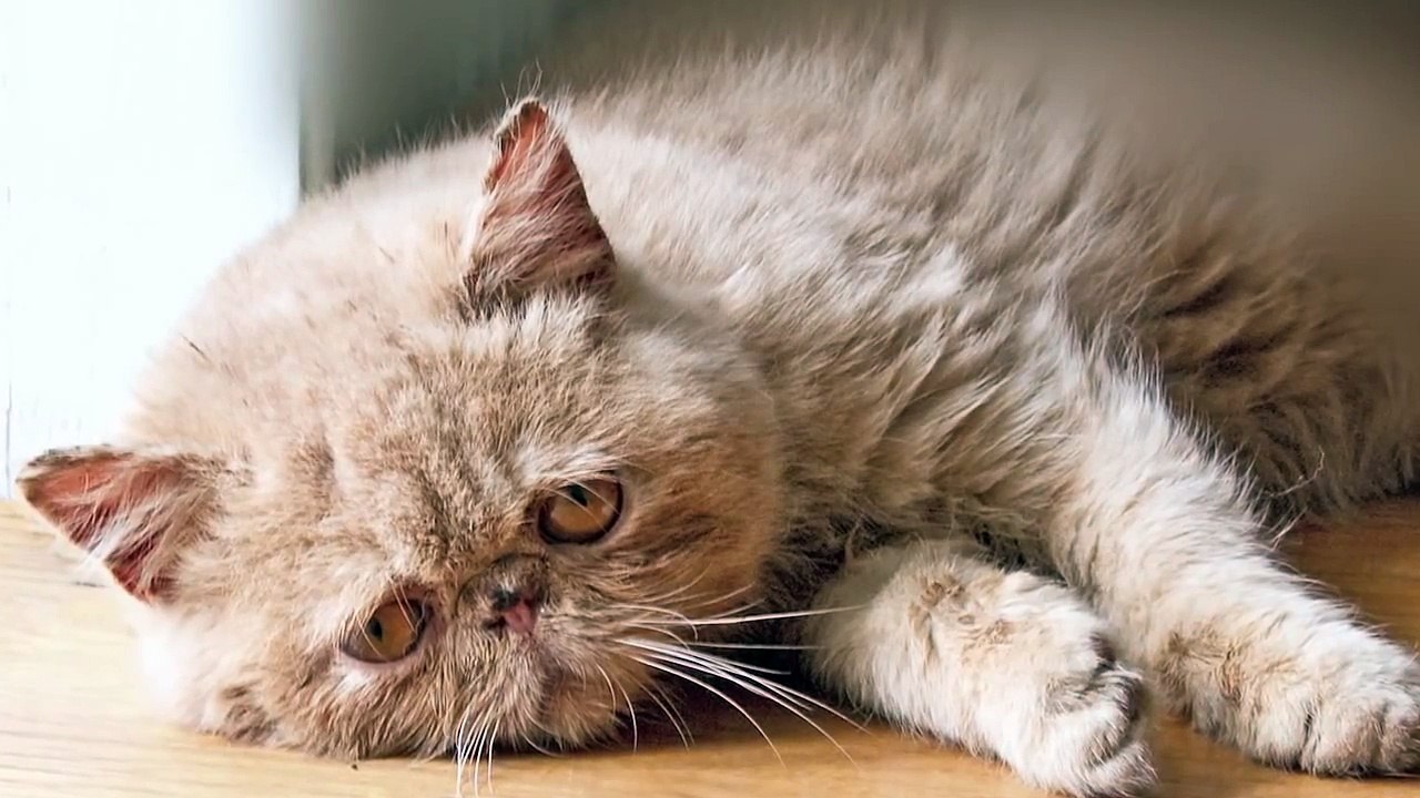 Sad Cat Diary