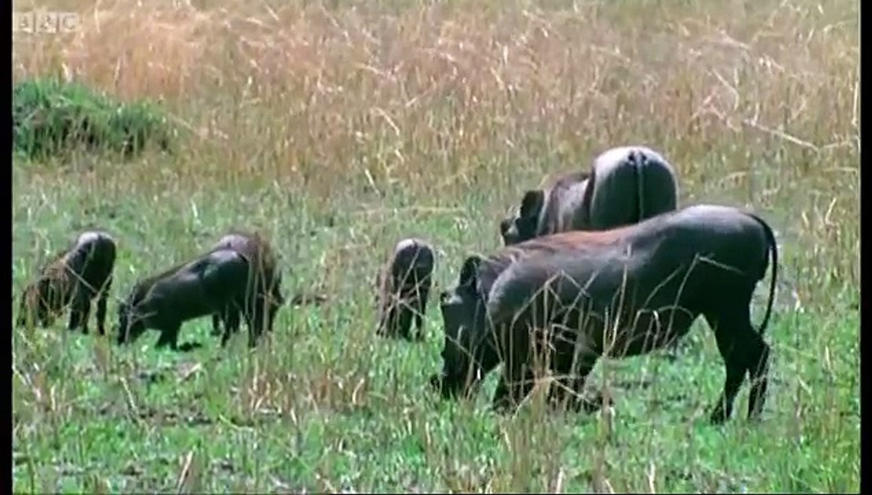 Hunting Lesson - Wildlife Specials: Lions - Spy in the Den - BBC