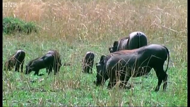 Hunting Lesson - Wildlife Specials: Lions - Spy in the Den - BBC