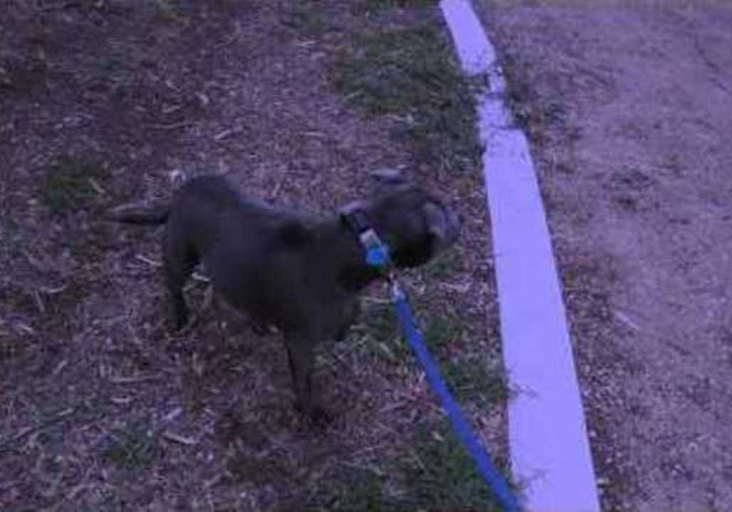 Wary Dog Approaches Terrifying Object With Caution