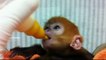 Cute and cuddly baby monkey drinks the baby bottle