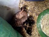 Ördeğim ve Ördek Yavruları(Newly Hatched Ducklings)