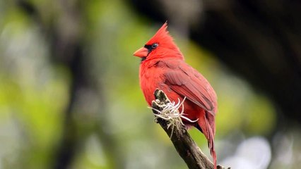 Digiscoped male Northern Cardinal Singing.