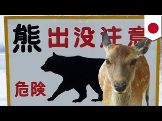 ヒグマが横どり？狩猟で仕留めたシカを奪って逃走