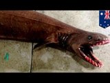 見た目コワすぎの“生きた化石”　深海生物「ラブカ」