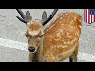 手負いのシカ 自らを撃ったハンターに反撃