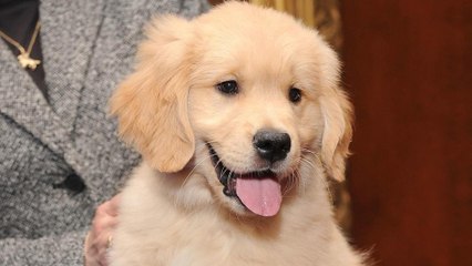 Go Daddy Pulls Controversial Puppy Commercial from Super Bowl