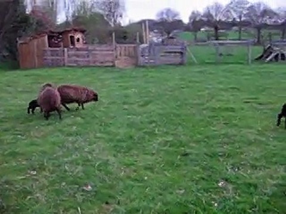 les moutons des malicieux germeco le 10 avril 2015