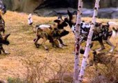 Painted Dog Pups Make Playful Zoo Debut