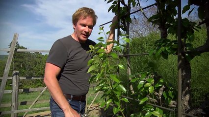 Fruit Tree Espalier | At Home With P. Allen Smith
