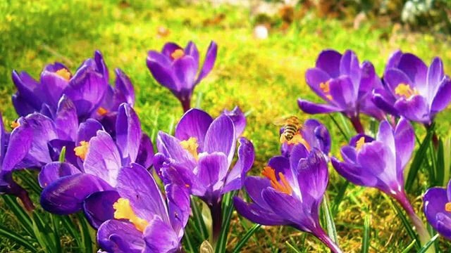 GÜLŞEN KUTLU-YARE SÖYLEYİN