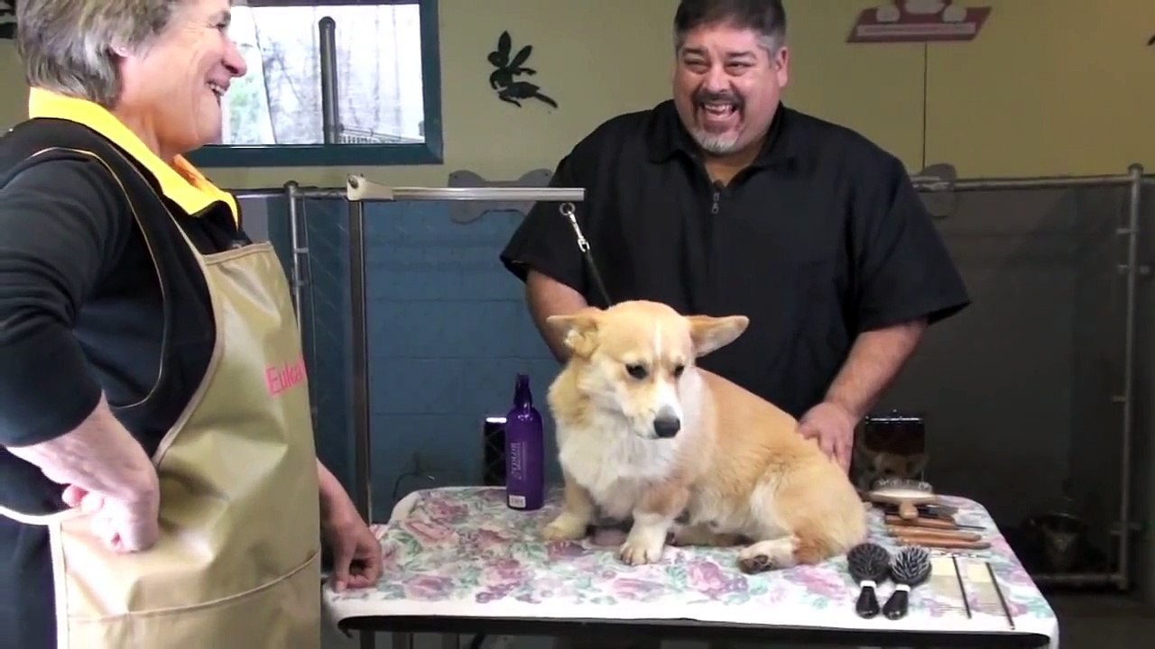 Grooming Tips on a Corgi