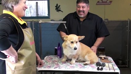 Grooming Tips on a Corgi