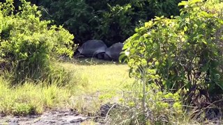 Explorer Interrupts Mating Tortoises, Slowest Chase Ever Ensue