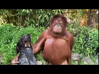 amitié entre animaux