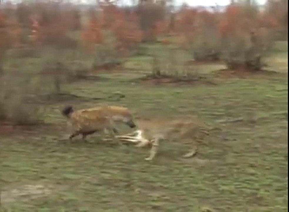 hyènes et biche