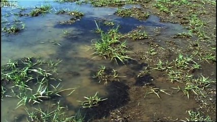 Explosive of the African Bullfrog - Battle of the Sexes in the Animal World - BBC Earth