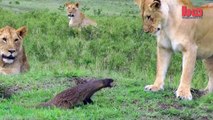 A mongoose against 4 lions | Apkatv