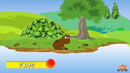 Animal Facts in Hindi - Frog