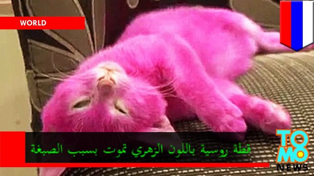 روسية حمقاء تصبغ قطتها بالزهري والقطة تموت