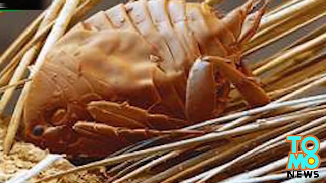 فيديو مرعب يظهر البراغيث تخترق جلد الإنسان