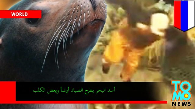 أسد بحر يهاجم صياد روسي ويعض كالباً بعد أن علق في الشباك