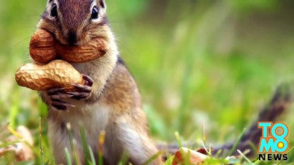 صياد أحمق يلتبس عليه سنجاب فيقتل صديق والده