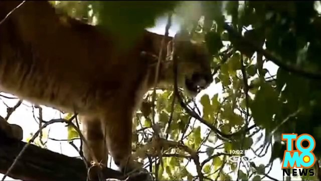 أسد جبل يهاجم صبياً بينما كان مع عائلته