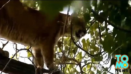 أسد جبل يهاجم صبياً بينما كان مع عائلته