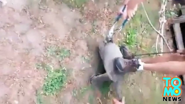 مراهقة من ميشيغان تتلقى التوبيخ لنشرها فيديو لسلحفاة مقطوعة الرأس