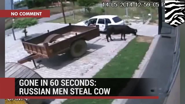 رجال روس يسرقون بقرة