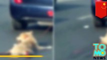 كلب تجره سيارة في الصين يثير موجة احتجاجات عارمة على الإنترنت
