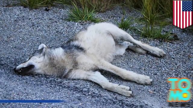 مواطن من مونتانا يتفاخر على فيسبوك لدهسه ذئبان بسيارته