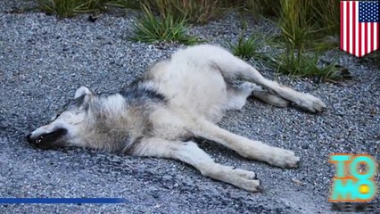 مواطن من مونتانا يتفاخر على فيسبوك لدهسه ذئبان بسيارته