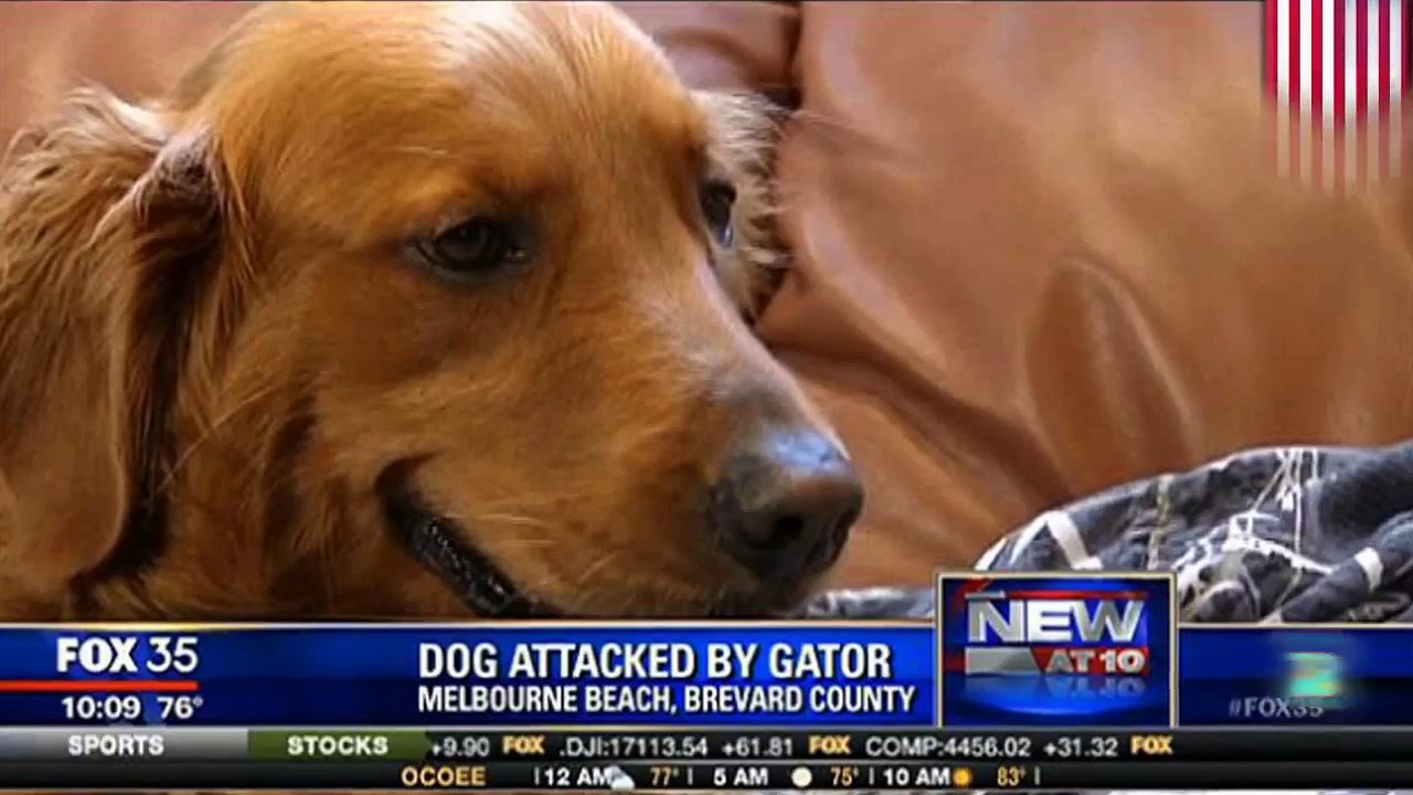 رجل ينقذ كلباً من تمساح هاجمه