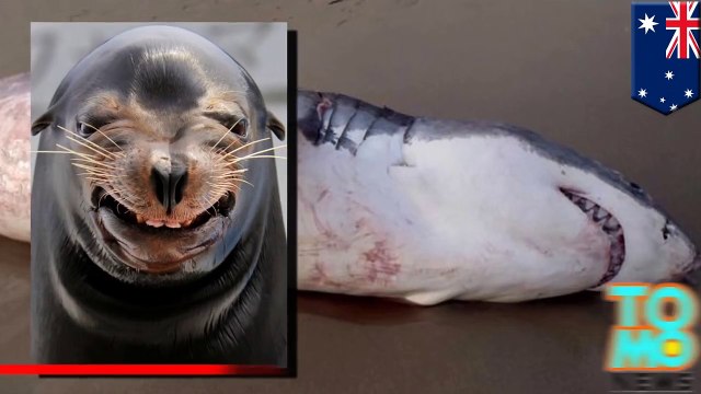 قرش أبيض يمزق بأسنانه قطعة أكبر من قدرته على المضغ