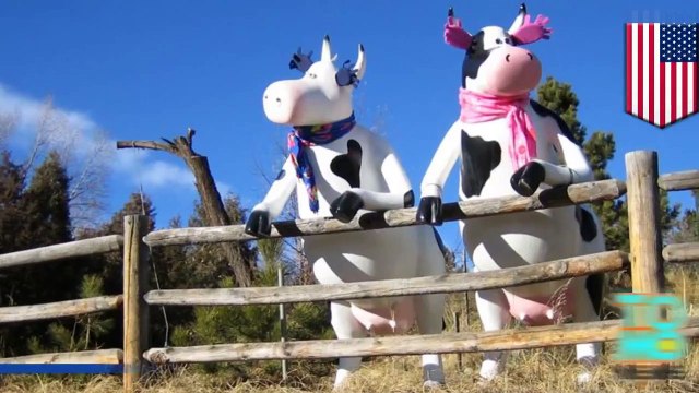 سيدة ثملة تقود سيارتها برفقة طفلها وتصدم بقرتان