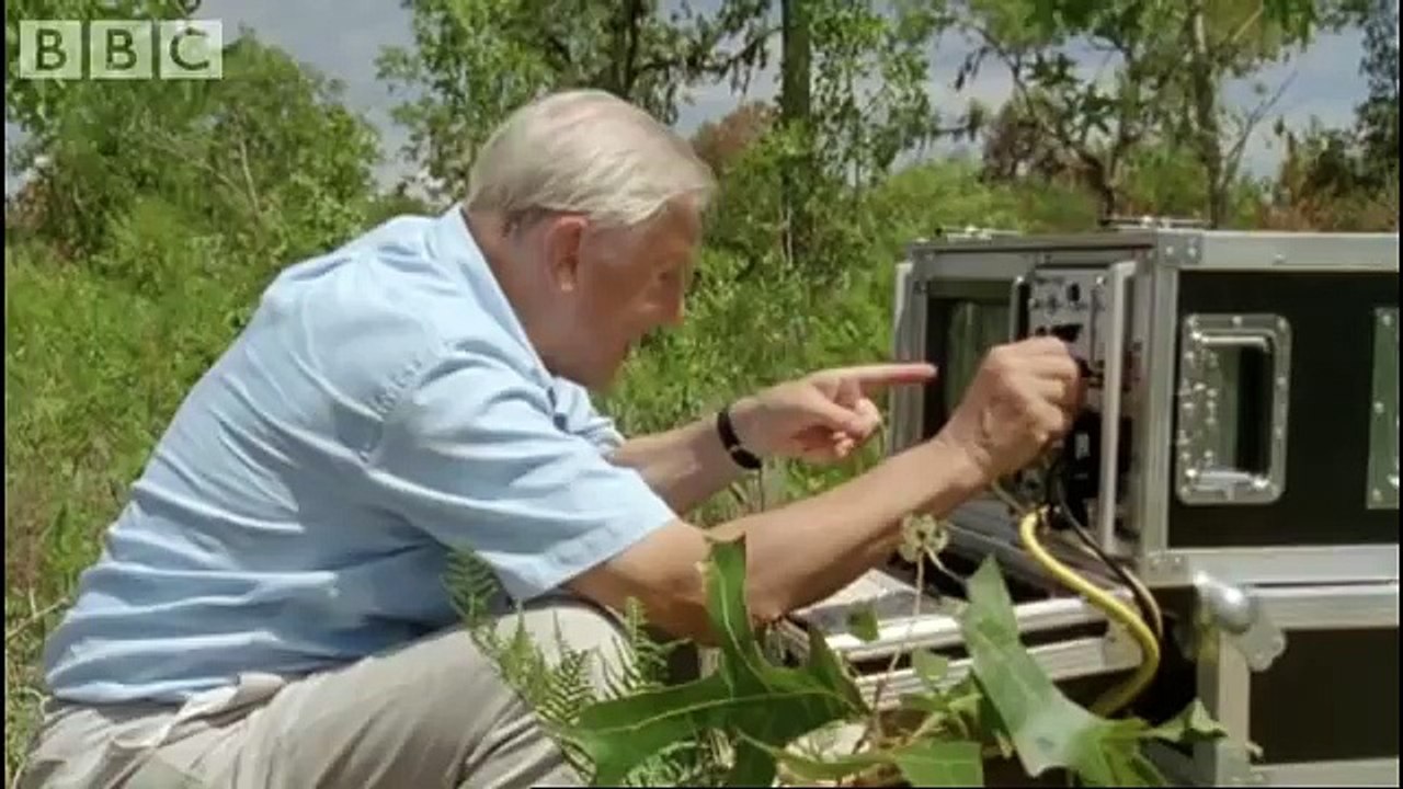 Attenborough - The wonder of the Tortoise Tunnel - BBC wildlife